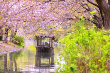 Spring’s Finest Delight: Kyoto’s Enchanting Cherry Blossoms and More